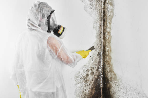 Best Industrial Mold Remediation in Lattingtown, NY