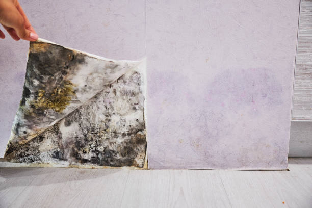 Best Attic Mold Remediation in Lattingtown, NY